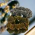 Gouden glitter scrunchie