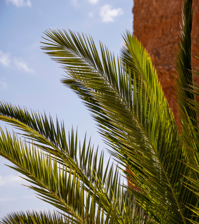 plant